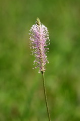 Plantain or Plantago or Fleawort herbaceous plant with single stalk full of numerous tiny light pink and white wind pollinated flowers in local garden on warm sunny spring day