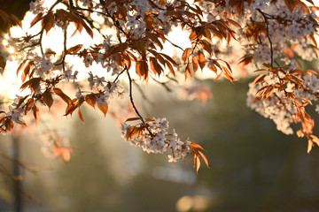 朝日に輝く山桜