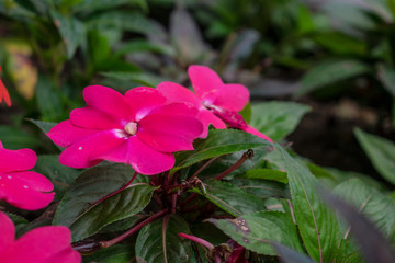 pink flower in the garden close up