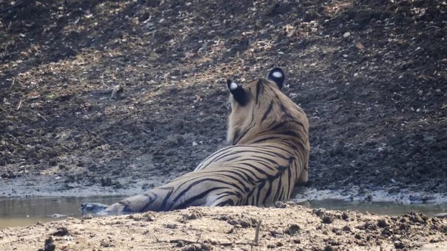 rear view of a male tiger lying in a waterhole to cool off at tadoba andhari tiger reserve in india