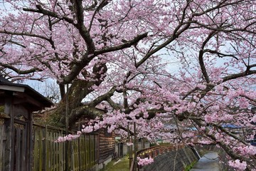 遠山桜