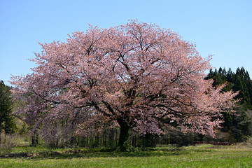 赤渕の山桜