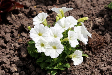 Pure white Petunia flowers densely planted in small bush surrounded with light green leaves and dry soil in local urban garden on warm sunny spring day