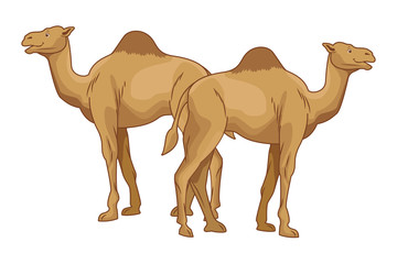 Two camels desert animals cartoons