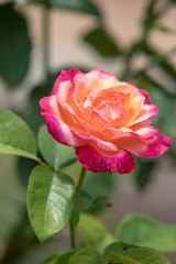 Pink and red rose blossom with blurred background