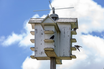 Purple Martins nesting in a birdhouse