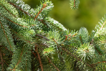Evergreen branches close up