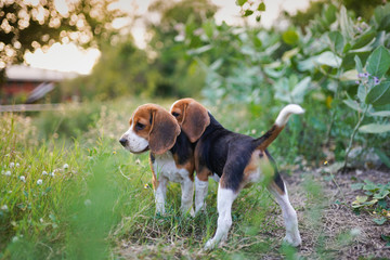 Beagle puppies relaxing in the green grass field under the evening sun light.