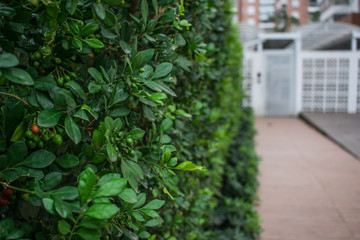 wall green plants garden