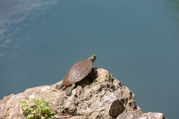 Turtle resting on a rock next to a pond