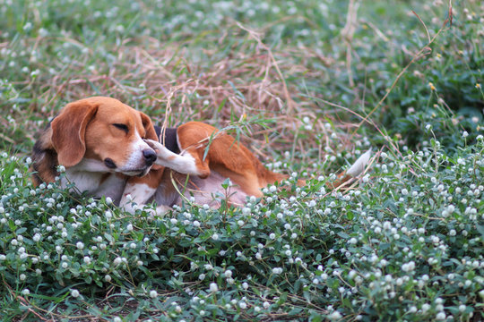 Beagle dog scratching body on green grass outdoor in the park.