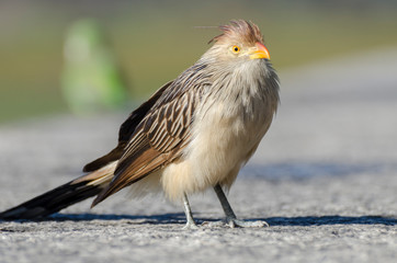bird on beach