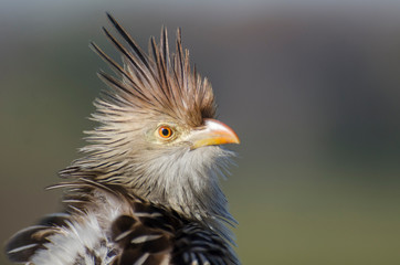 portrait of an eagle