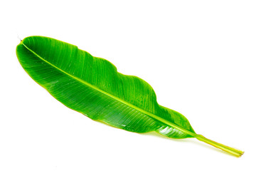 tropical banana leaf texture, large palm foliage nature on white background.