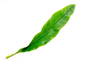 tropical banana leaf texture, large palm foliage nature on white background.