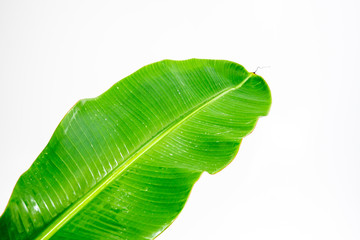 tropical banana leaf texture, large palm foliage nature on white background.
