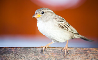 Sparrow bird close portrait. Sparrow songbird (family Passeridae) sitting and singing on wooden board close up photo with orange red background out of focus.