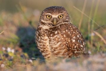 Fototapeta premium Burrowing Owl in Cape Coral Florida 