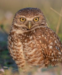 Burrowing Owl in Cape Coral Florida 