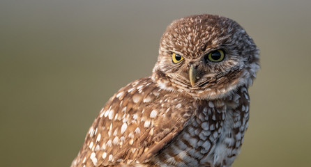 Burrowing Owl in Cape Coral Florida 