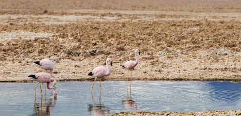 Pink flamingos group walking and drinking water inside a salt lagoon in the 