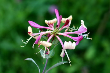 Single Honeysuckle or Lonicera plant with bilaterally symmetrical purple and white fully open blooming flowers growing on top of stem surrounded with dark green leaves planted in local urban garden on
