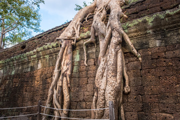 Roots of Spung tree growing in Ta Prohm temple, one of Angkor's best visited monuments. It is known for the huge trees and massive roots growing out of its walls in Siem Reap, Cambodia.