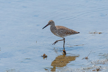 Posed Willet in Ocean Wetland