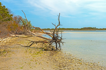 Washed up Tree Skeleton on Remote Ocean Shore