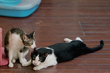 Cat relaxing and sleeping, Siamese cat is the Thai domestic cat, very cute and smart pet in house.