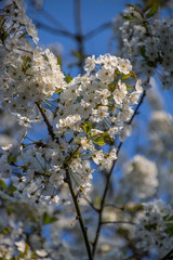 Apfelblüten