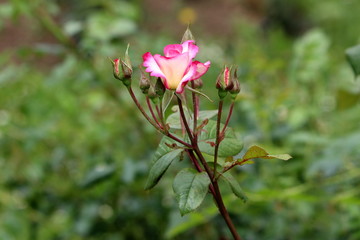 Small garden rose with white petals and pink edge surrounded with closed rose buds and dark green leaves in local urban garden on warm sunny spring day