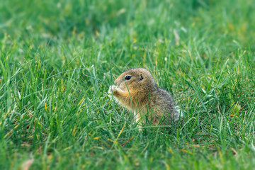 Naklejka na ściany i meble cute little baby gopher that eats in the thickets of green grass