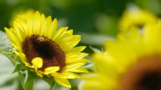 杉花粉 Stock ビデオ : HD および 4K のビデオクリップ 253 本
