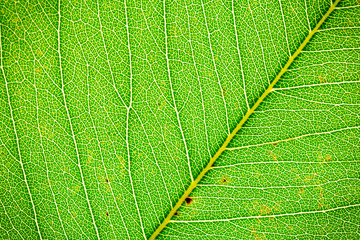 Leaf closeup, Light fresh green background, Bright green leaf with large streaks of macro. Sheet structure.