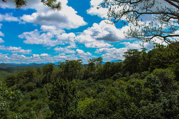 Blue Sky and Trees