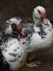 Patos