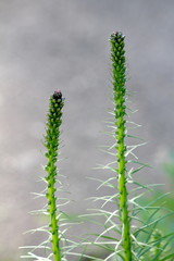 Two Dense blazing star or Liatris spicata or Prairie gay feather herbaceous perennial flowering plants with tall spikes full of closed flower buds waiting to open and bloom planted in local urban gard