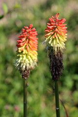 Two Kniphofia or Tritoma or Red hot poker or Torch lily or Knofflers or Poker plants with partially dried spikes of upright brightly coloured flowers in shades of red orange and yellow well above the 