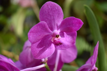 Obraz premium pink orchid flower