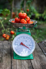 Tomatoes on scales in home organic garden.