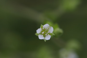 ノミノツヅリ（早春の花）