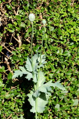 Two Opium poppy or Papaver somniferum or Breadseed poppy annual flowering plants of different sizes with rounded capsule and radiating stigmatic rays on top surrounded with large leaves and planted in