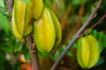 Carambola fruit