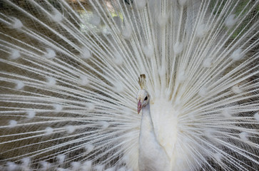 Obraz premium peacock