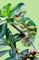 Foto op Plexiglas Chameleon in the tree © andri_priyadi