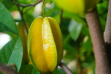 Carambola fruit