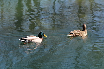 Two wild ducks calmly swimming and having fun in clear local river on warm sunny spring day