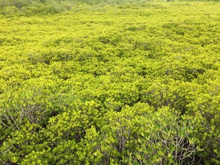 Forest park of Leaf Background