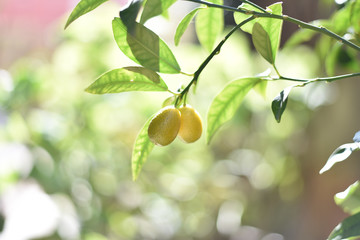 kumquat